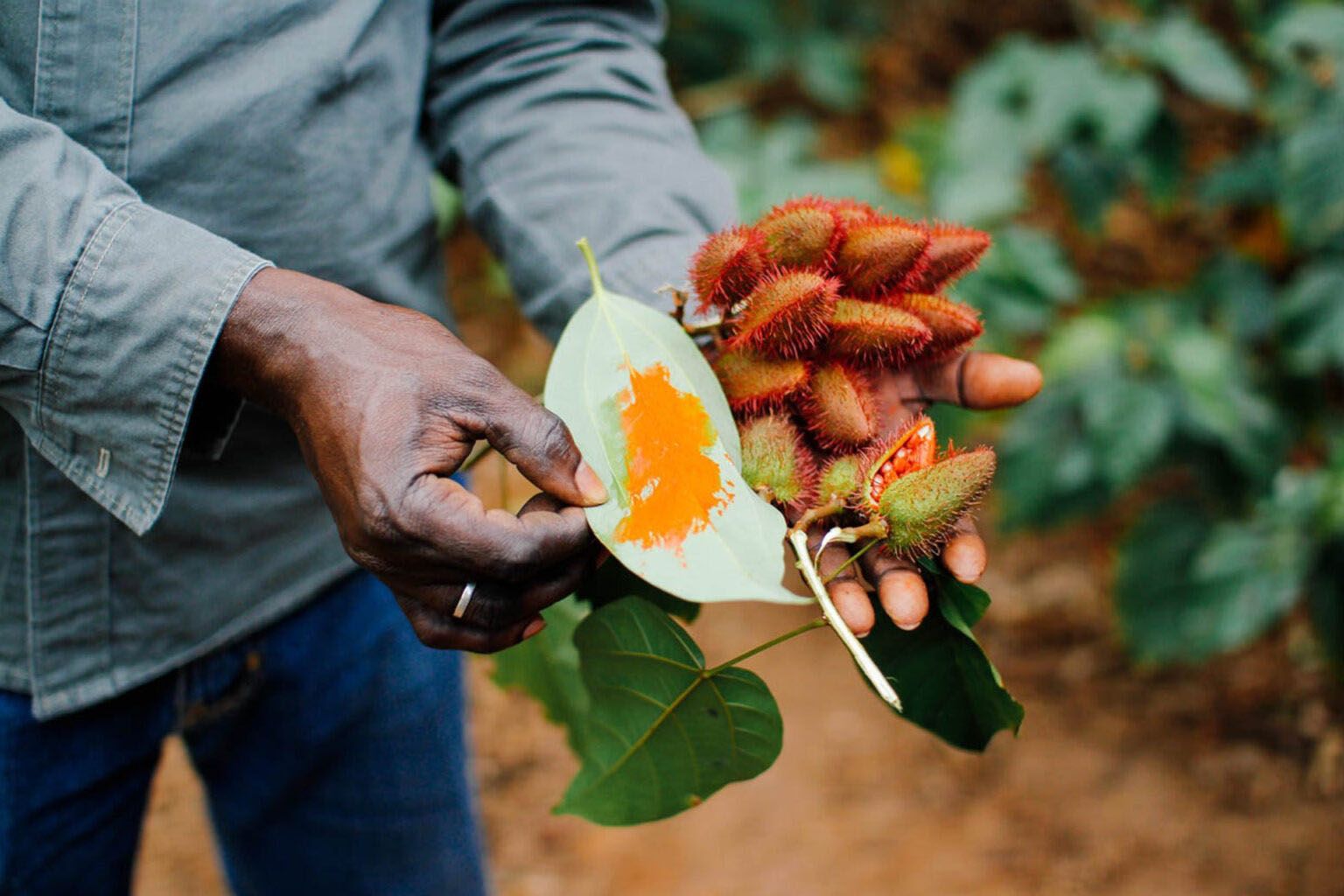 Фермы специй на Занзибаре